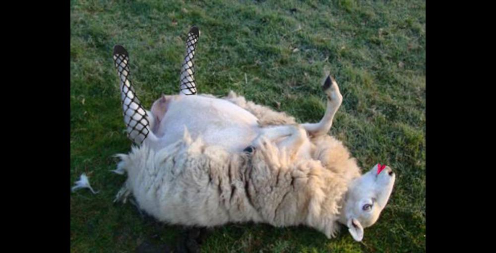 sexy-sheep.jpg